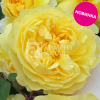 Роза канарейка/Сем Алт/1шт в коробке